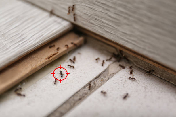 Best Local Pest Control Services  in Belville, NC