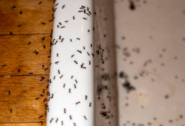 Best Insect Control  in Belville, NC