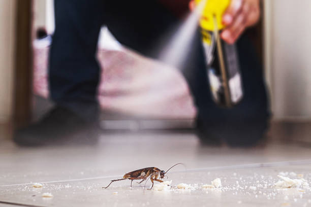 Best Rat Extermination Near Me  in Belville, NC