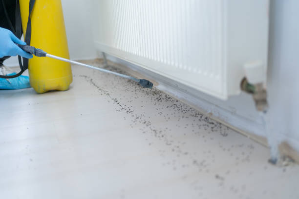 Best Rat Extermination Near Me  in Belville, NC